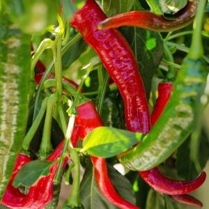 Papryka De Cayenne 0