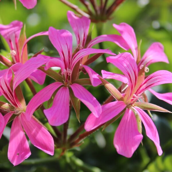 Pelargonia bluszczolistna Fuchsia F1 r&oacute;żowo-purpurowa 5 nasion - W. Legutko