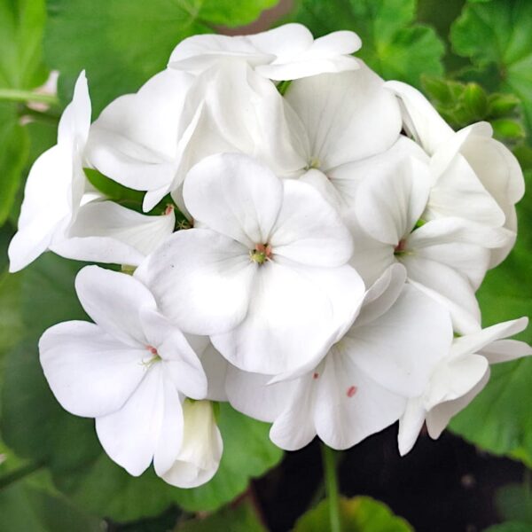 Pelargonia rabatowa Gama F1 biała nasiona 0