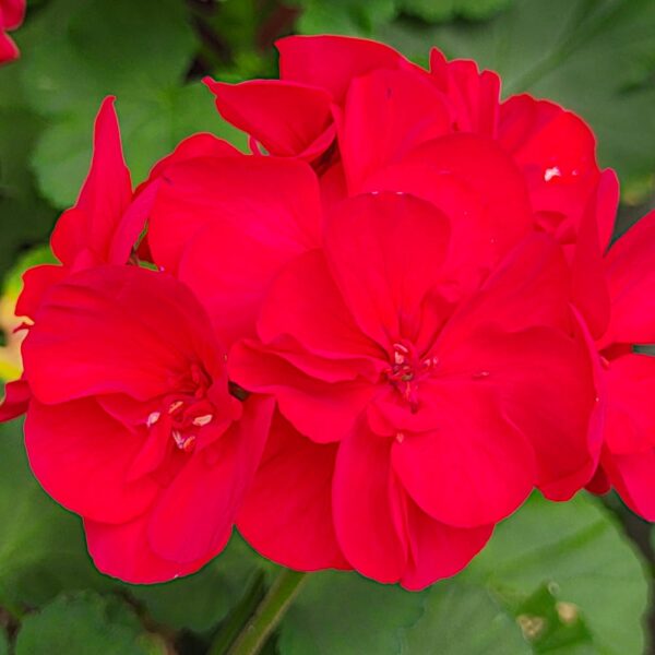 Pelargonia rabatowa Gama F1- czerwona nasiona 0