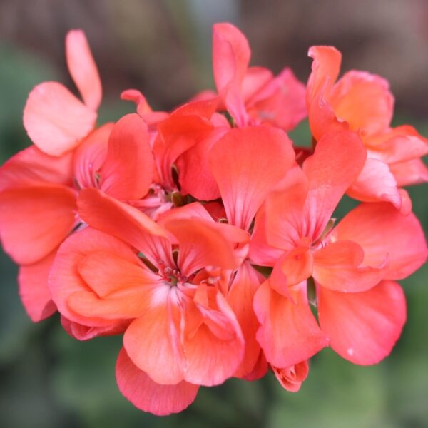 Pelargonia rabatowa Gama F1 łososiowa nasiona 0