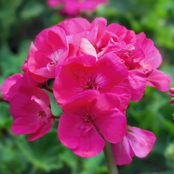Pelargonia rabatowa Gama F1 r&oacute;żowa nasiona 0