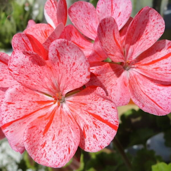 Pelargonia rabatowa Raspbery Ripple nasiona 0