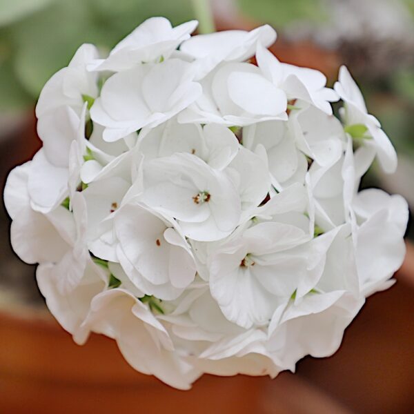 Pelargonia rabatowa biała nasiona 0