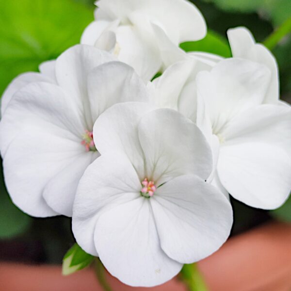Pelargonia rabatowa biała nasiona 10szt. - TORSEED