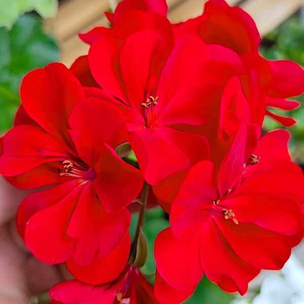 Pelargonia rabatowa czerwona nasiona 0
