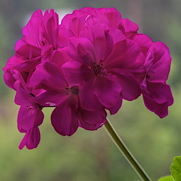 Pelargonia rabatowa fioletowa Gama F1 nasiona 0