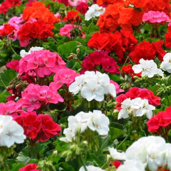 Pelargonia rabatowa mieszanka F2 nasiona 0