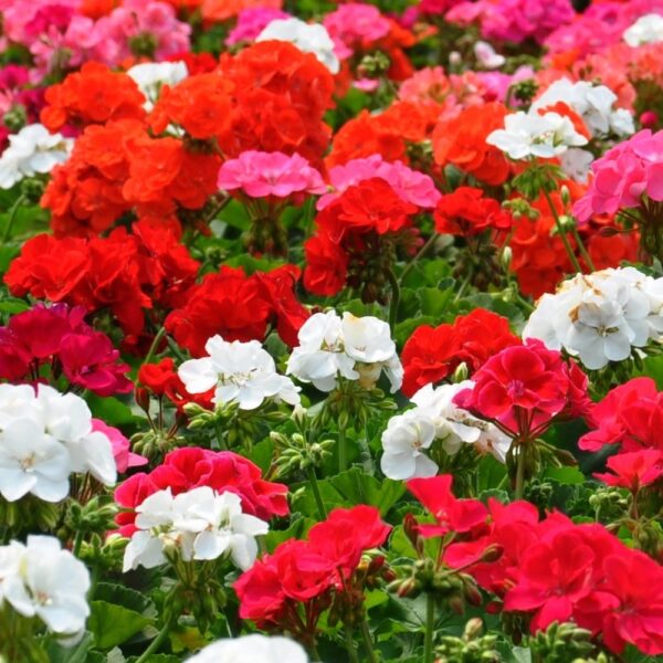 Pelargonia rabatowa mix 25 szt. nasion - TORAF