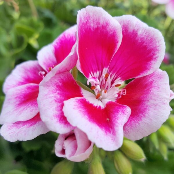 Pelargonia rabatowa r&oacute;żowa nasiona 0