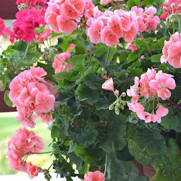 Pelargonia rabatowa r&oacute;żowa nasiona 10szt. - TORSEED