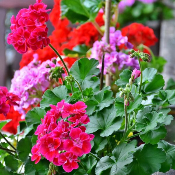 Pelargonia zwisająca Speedy mieszanka nasiona 10szt. - TORAF
