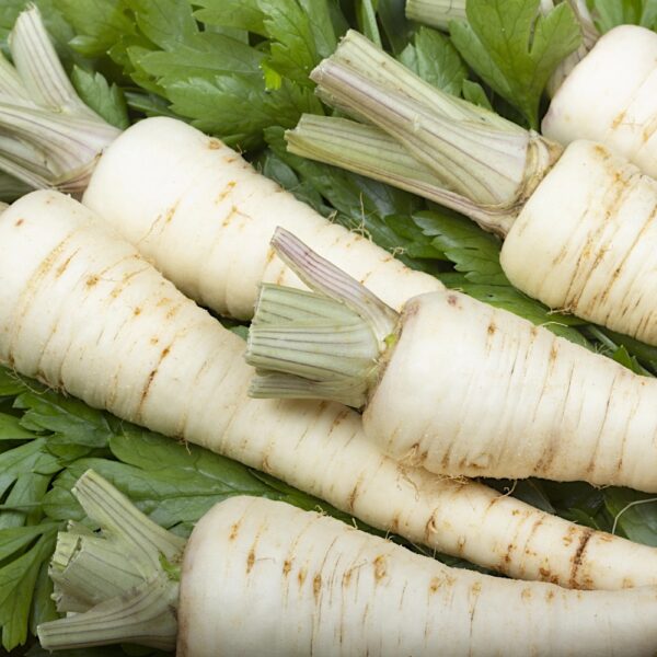 Pietruszka Halblange Berlińska nasiona 5g - Raj Ogrodnika