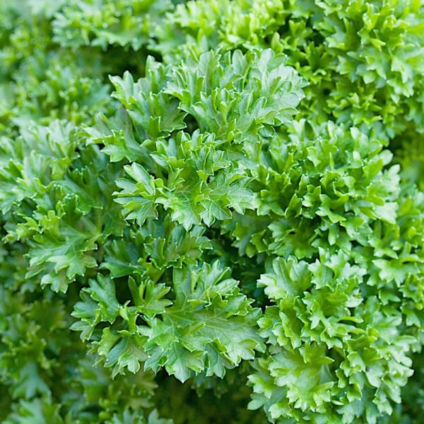 Pietruszka liściowa Moss Curled 2 nasiona 100g - PlantiCo