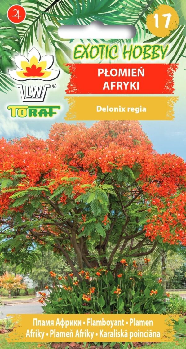 Płomień Afryki 5szt. - TORAF