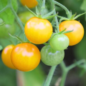 Pomidor Aztek nasiona 0