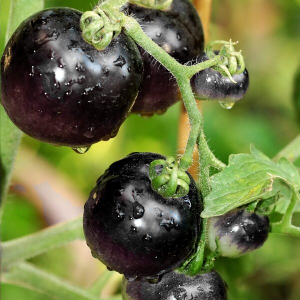 Pomidor Blackball nasiona 0
