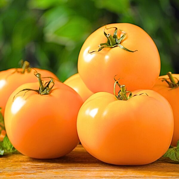 Pomidor Jantar nasiona 0