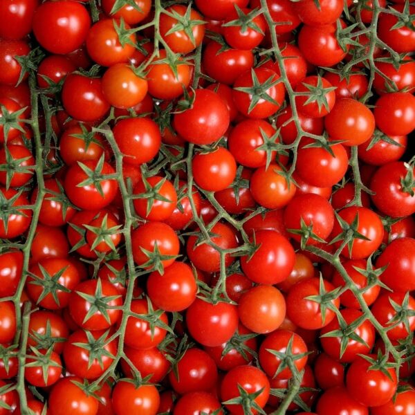 Pomidor Malinowy Kapturek cherry do 600 owoc&oacute;w 0