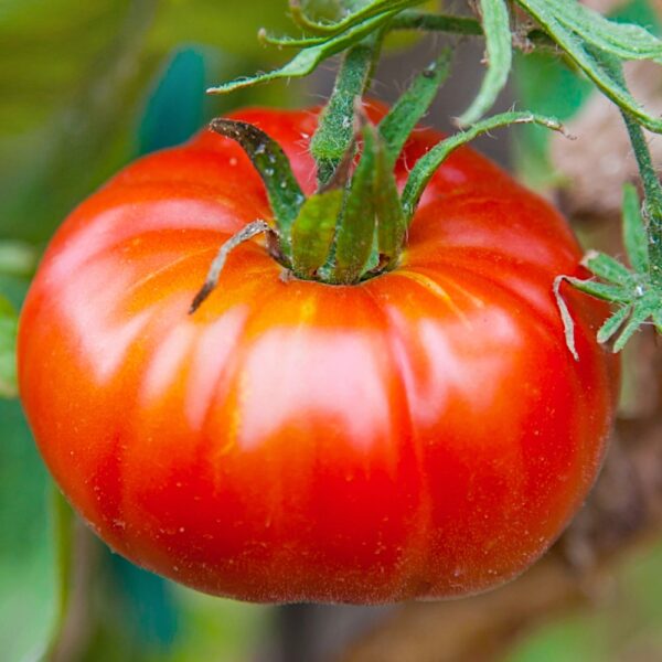 Pomidor gruntowy Marmande nasiona 0