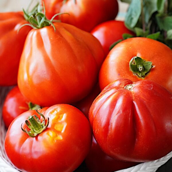 Pomidor gruntowy wysoki Corazon F1 nasiona 0