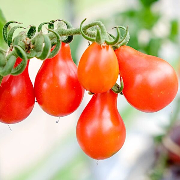 Pomidor gruntowy wysoki Red Pear nasiona 0