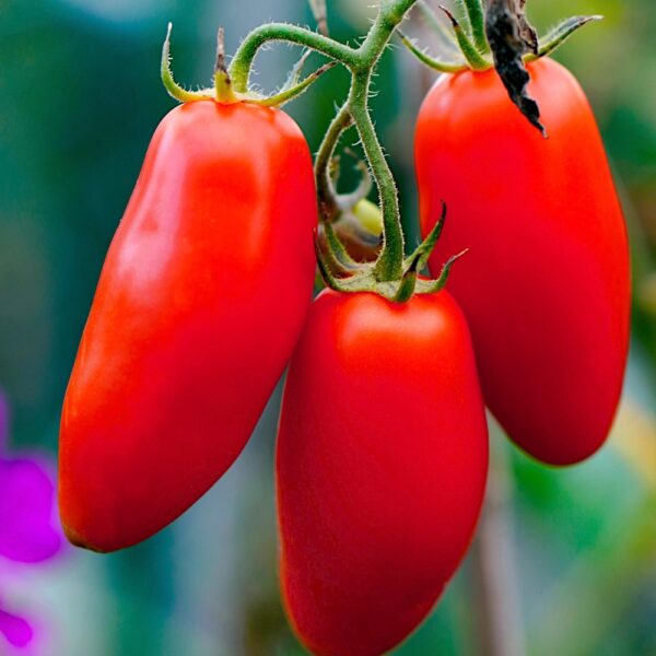 Pomidor gruntowy wysoki San Marzano-3 nasiona 0