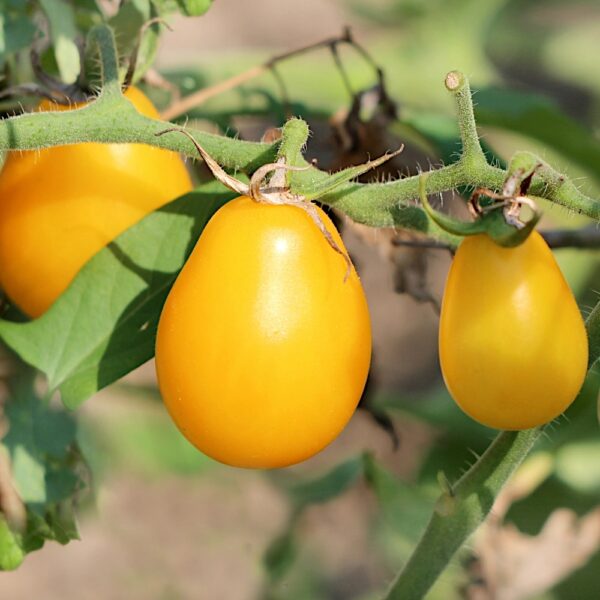 Pomidor karłowy gruntowy drobnoowocowy Yellow Pear Shaped nasiona 0