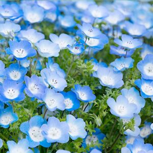 Porcelanka nasiona 0