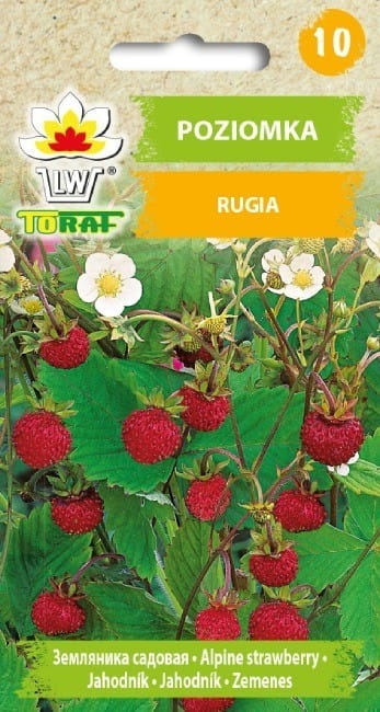 Poziomka Rugia nasiona 0
