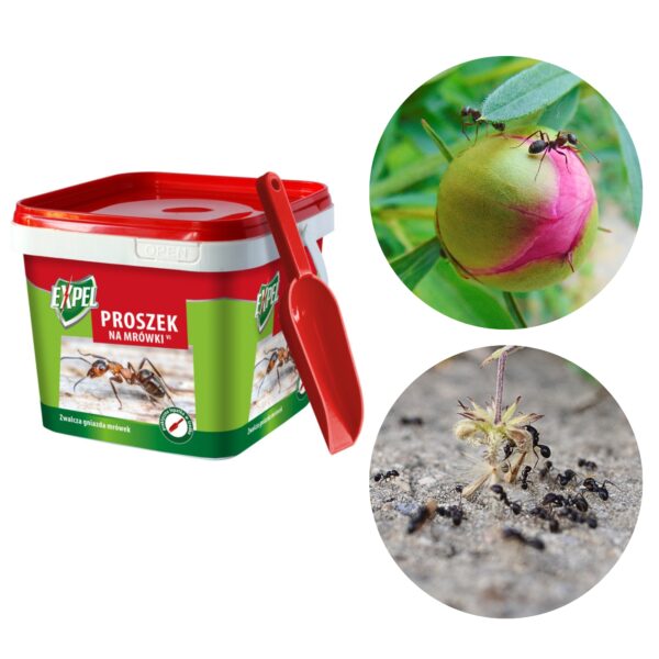 Proszek na mr&oacute;wki 700 g - Expel