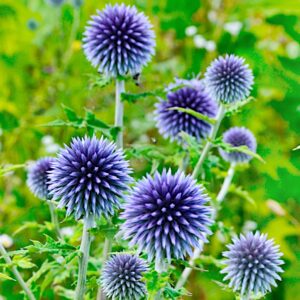 Przegorzan pospolity nasiona 1g - POLAN