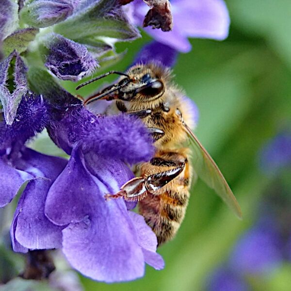 Pszczelnik mołdawski nasiona 100g