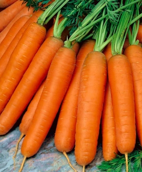 RIJK ZWAAN Marchew Monanta Nantes 5 50g