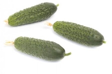 RIJK ZWAAN Og&oacute;rek Kybria 250 n