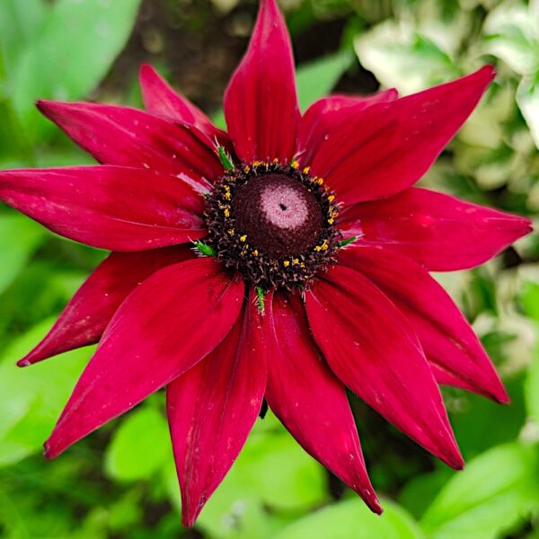 Rudbekia Cherry Brandy nasiona 0
