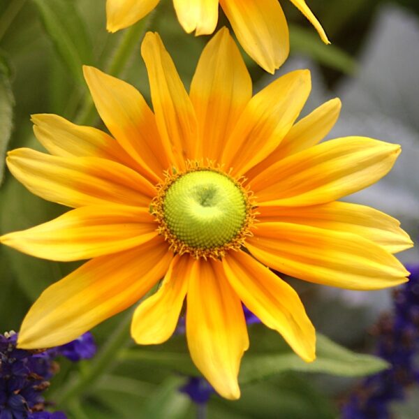 Rudbekia Green Eyes nasiona 0
