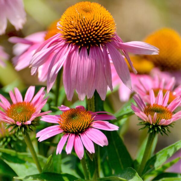 Rudbekia purpurowa nasiona 0