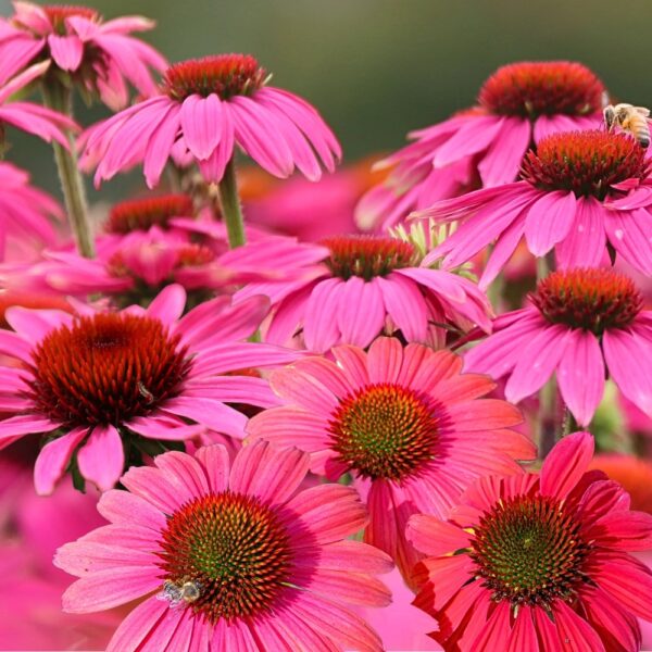 Rudbekia trwała purpurowa nasiona 1g - POLAN