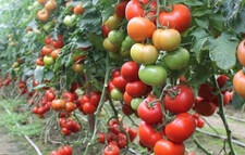 SYNGENTA Pomidor Boderine 500 n
