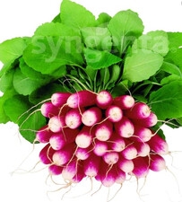 SYNGENTA Rzodkiewka Treto 2