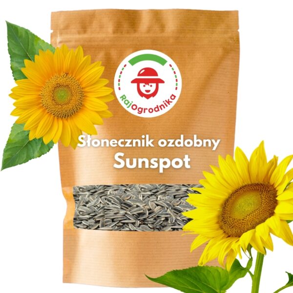 Słonecznik SUNSPOT Ozdobny na kwiat cięty 1000g DOTACJA