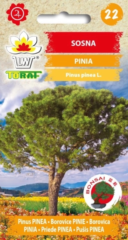 Sosna pinia nasiona 10 szt. - TORAF