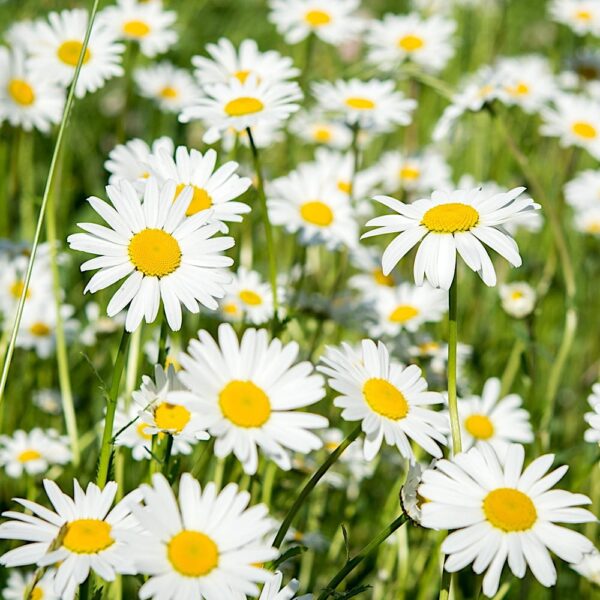 Stokrotka łąkowa biała nasiona 10g