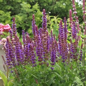 Szałwia omszona nasiona 0