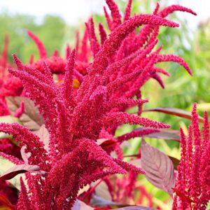 Szarłat wiechowaty nasiona 2g - POLAN