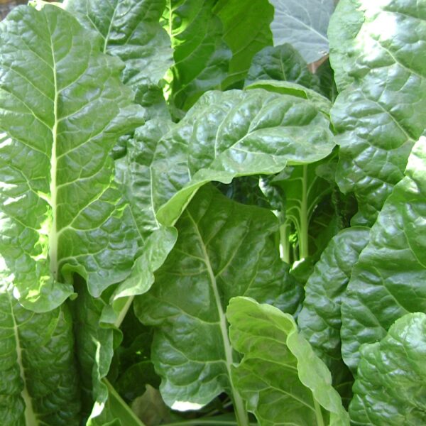 Szpinak Matador nasiona 20g - VILMORIN