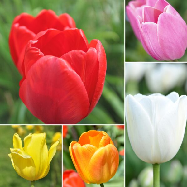 Tulipan Mix 5 Kolor&oacute;w i odmian tulipan&oacute;w cebulki kwiatowe 50 szt.