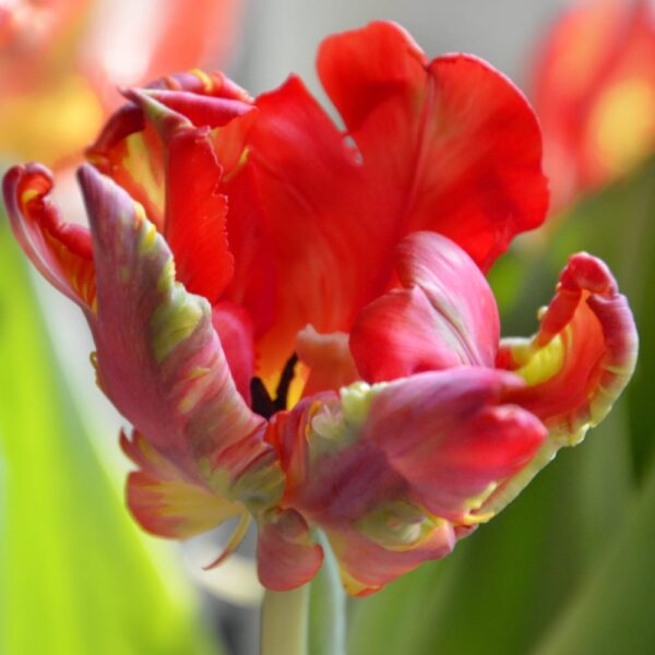 Tulipan Papuzi Rococo cebulki 5szt.