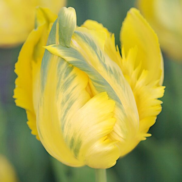 Tulipan Papuzi Texas Gold cebulki 5szt.